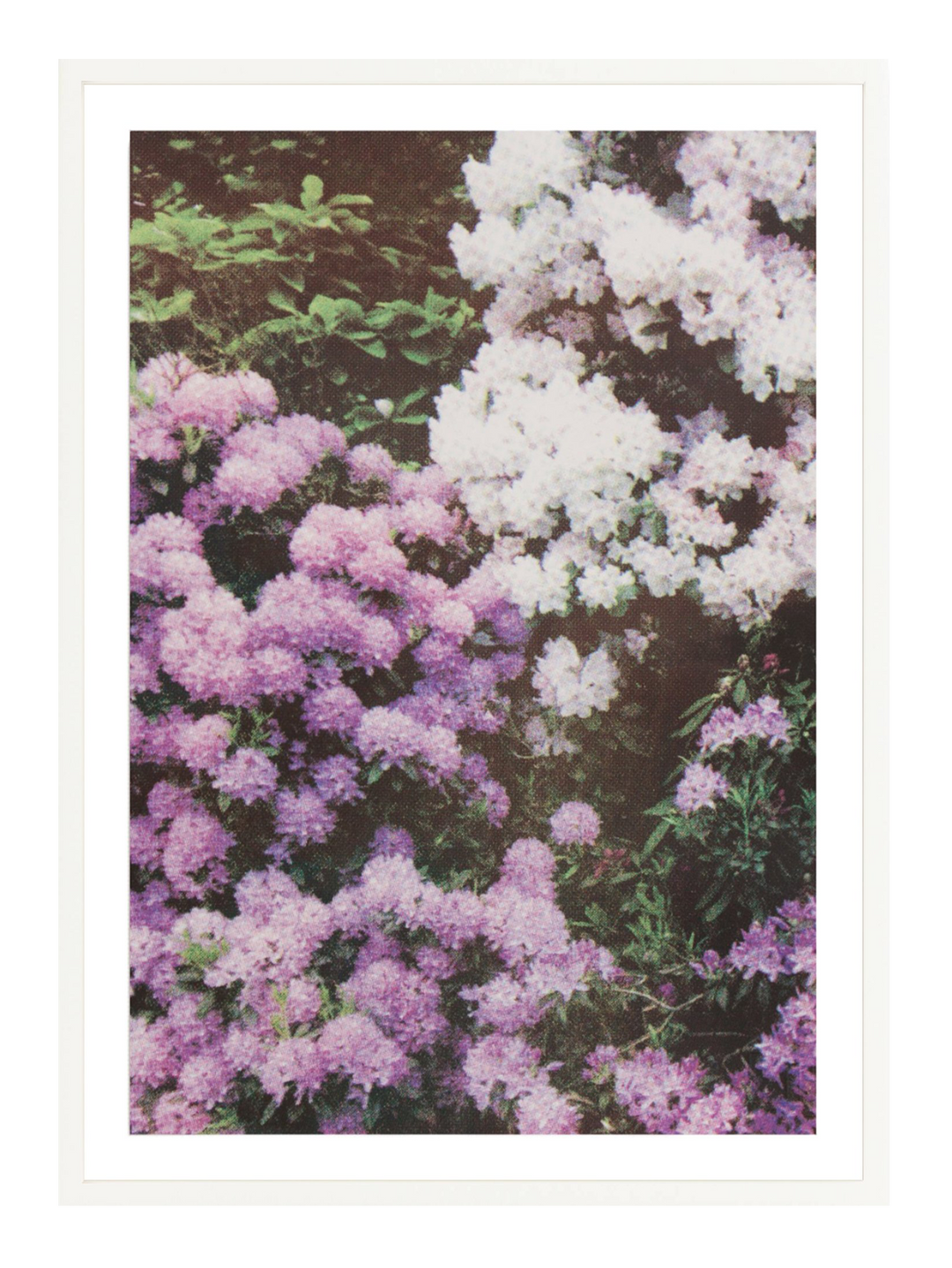 Purple White Florals