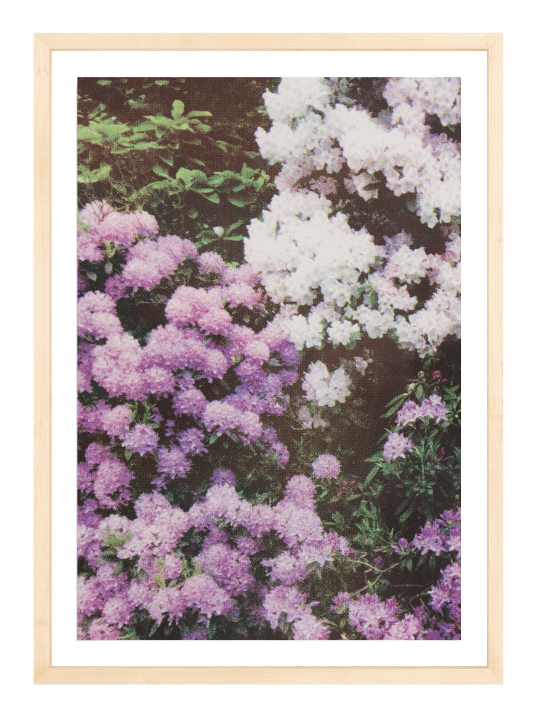 Purple White Florals