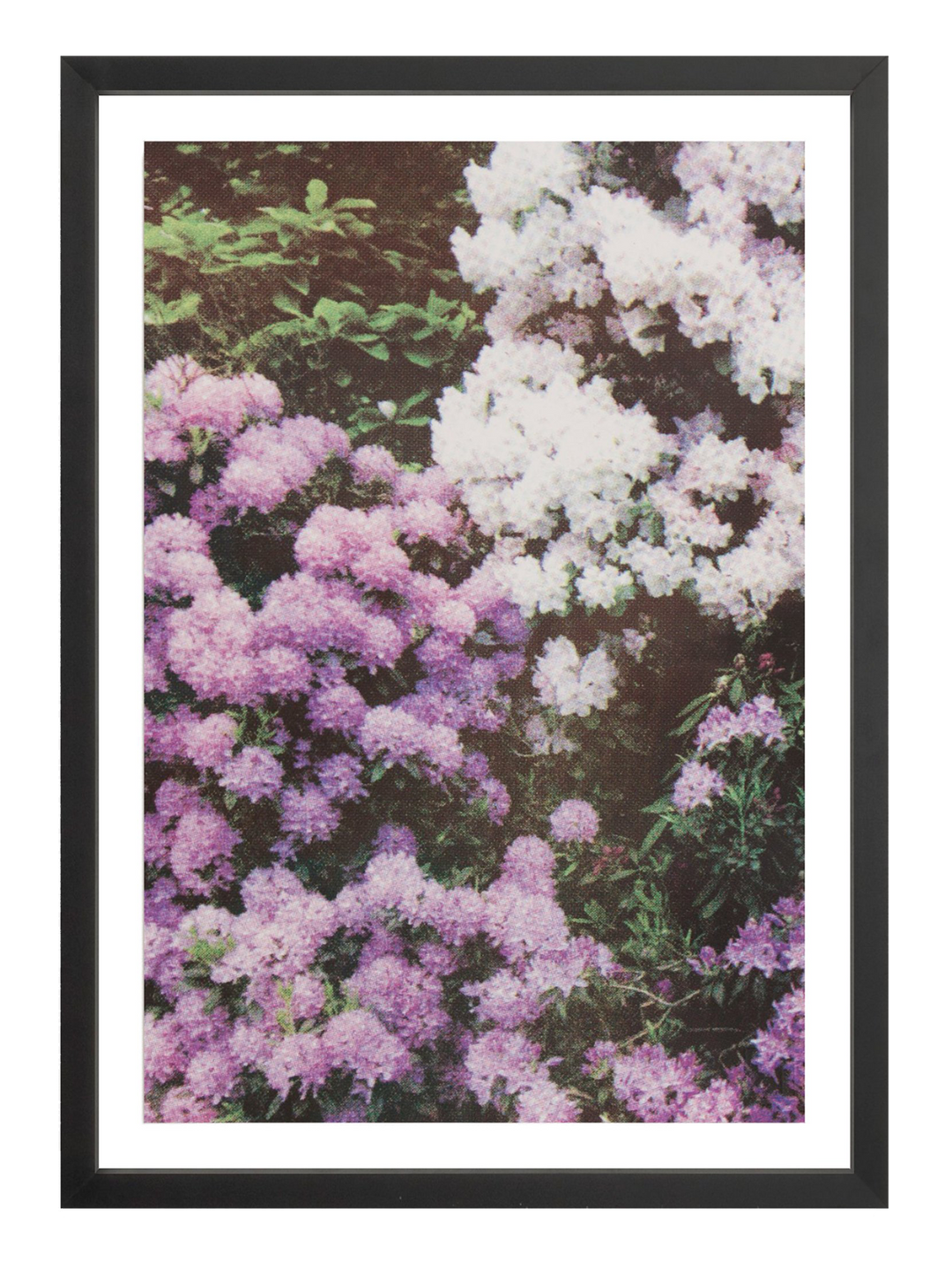 Purple White Florals