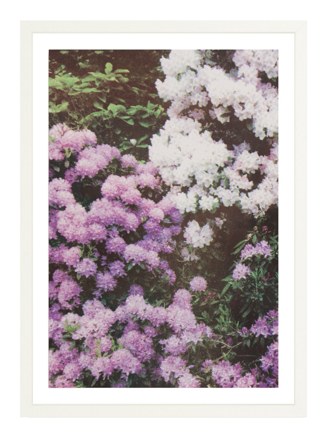 Purple White Florals