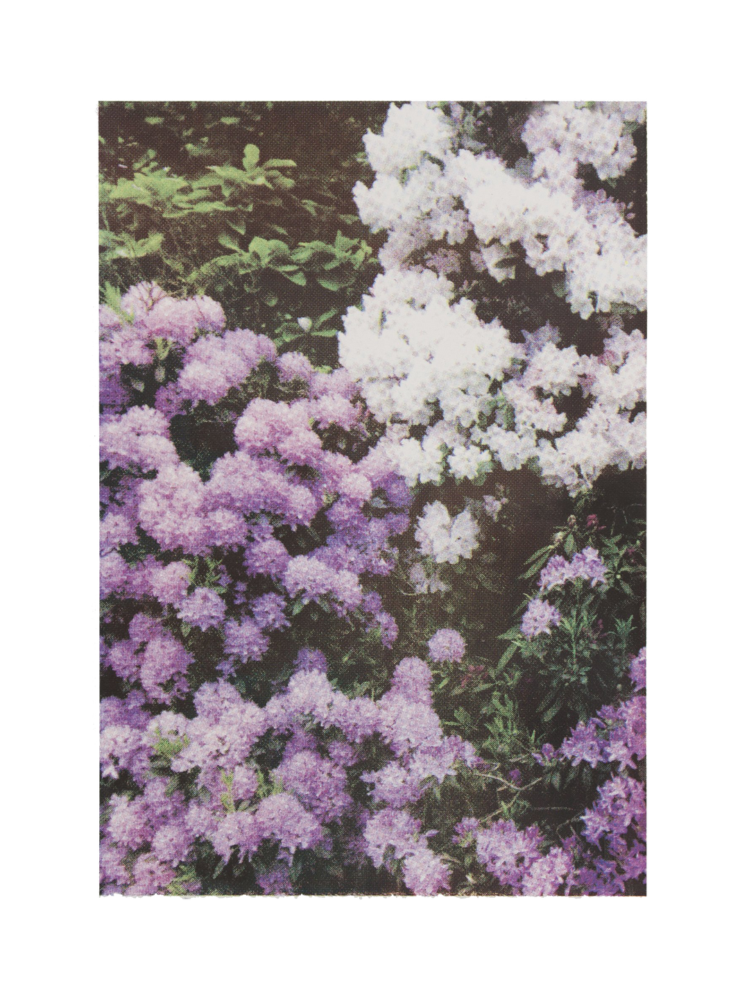 Purple White Florals