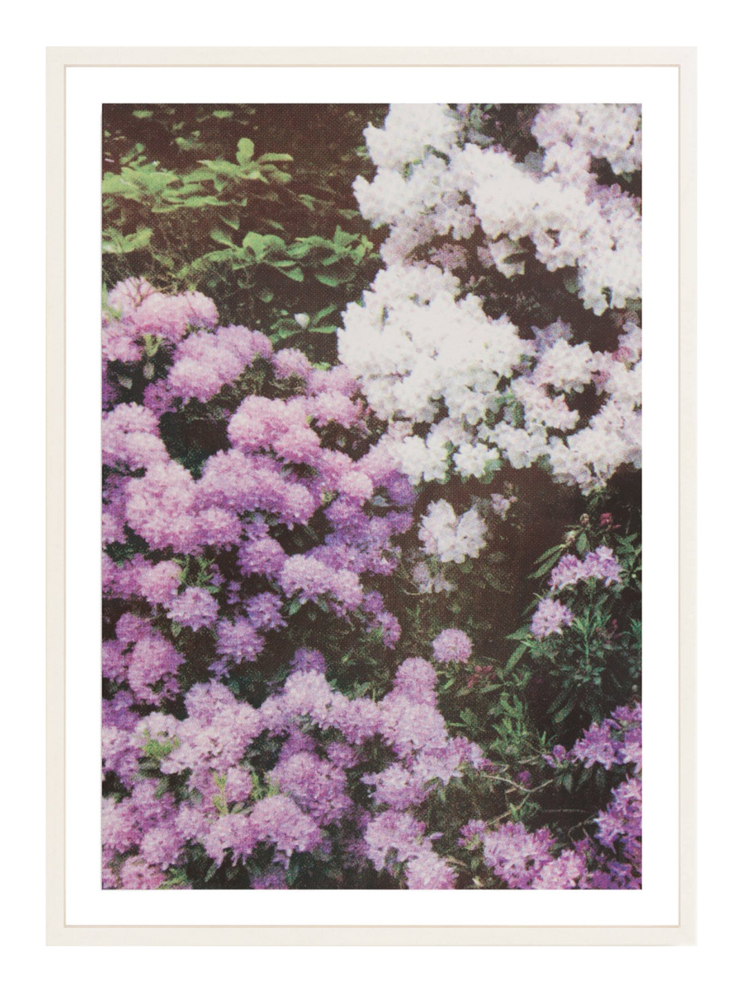 Purple White Florals