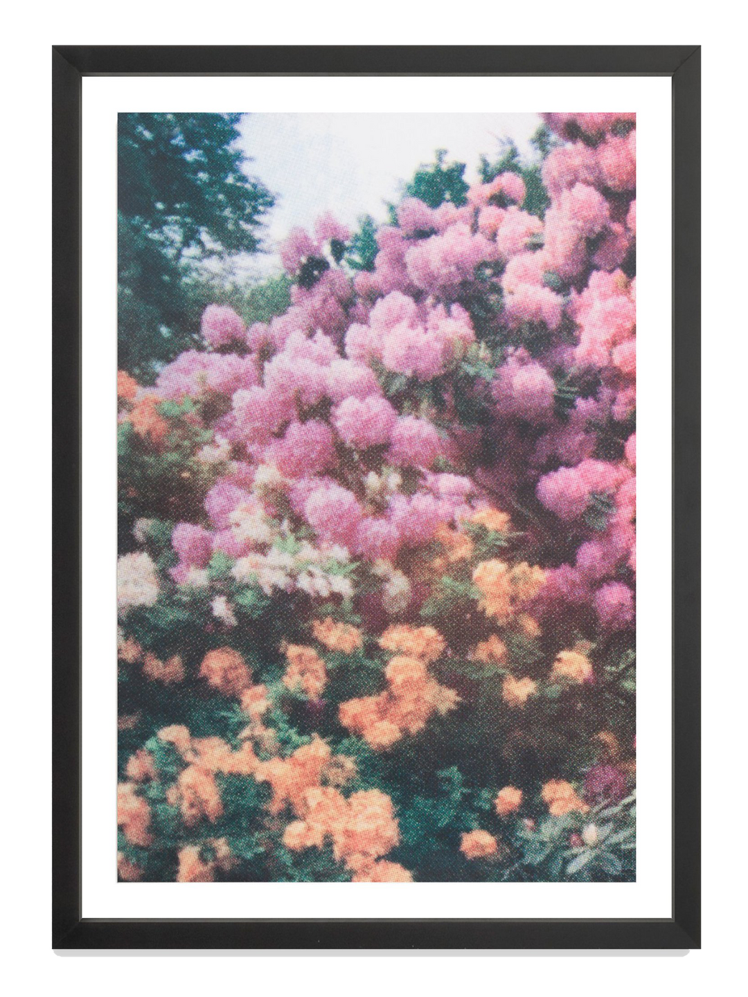 Orange Pink Florals
