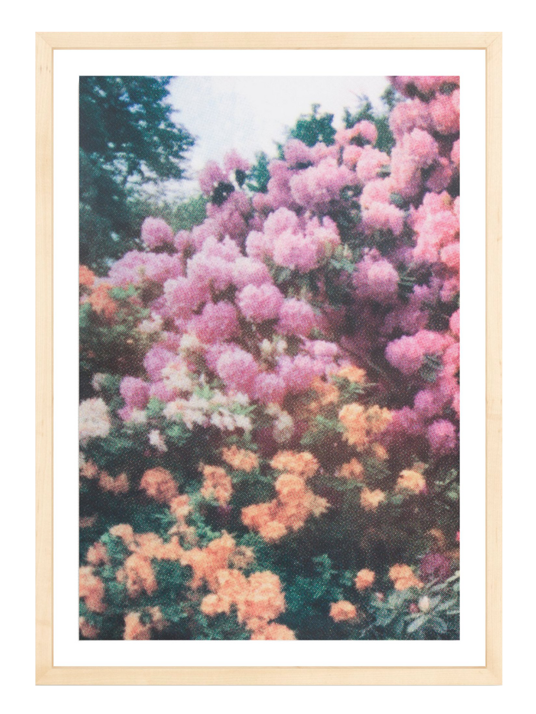 Orange Pink Florals