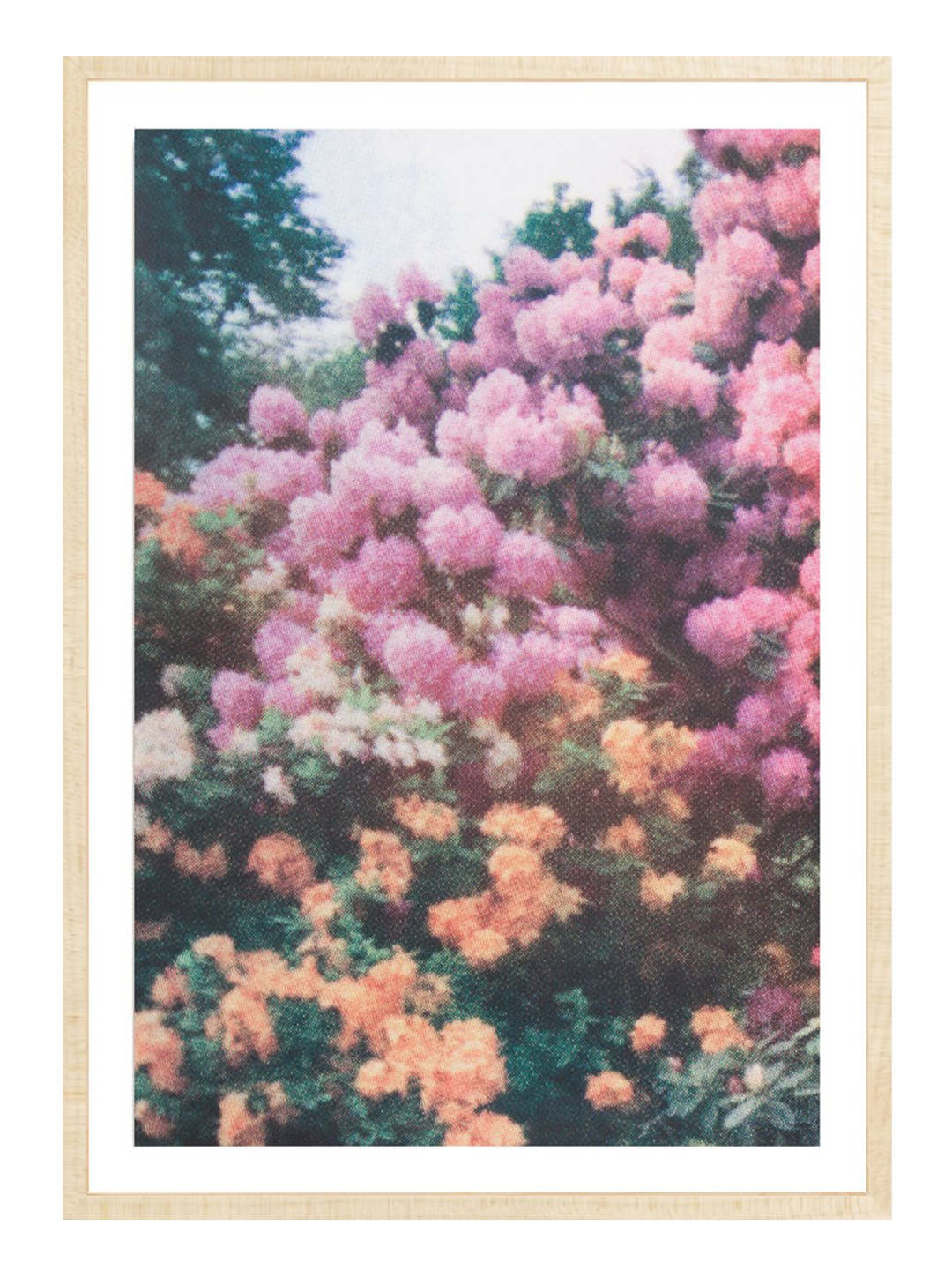 Orange Pink Florals