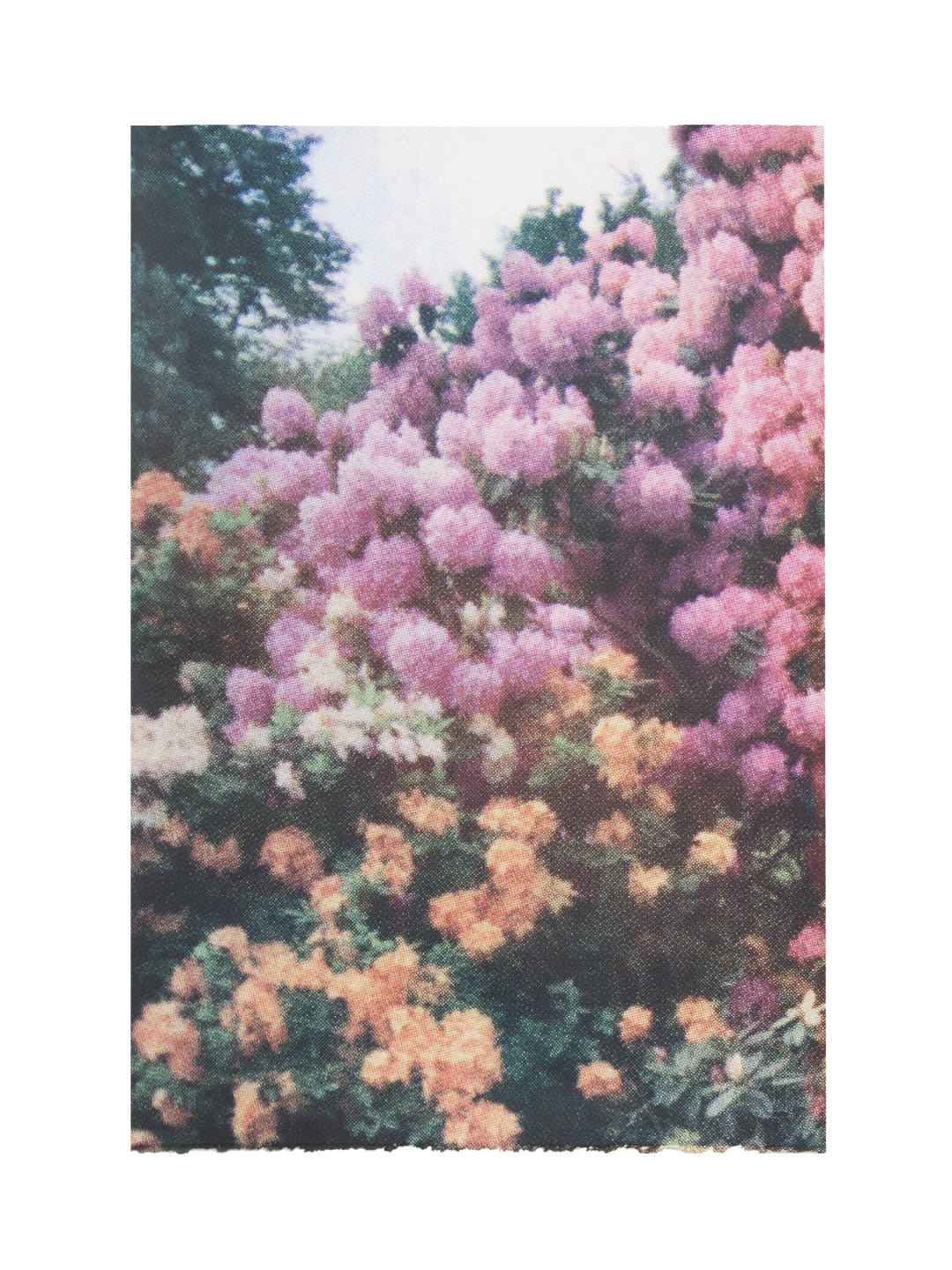 Orange Pink Florals