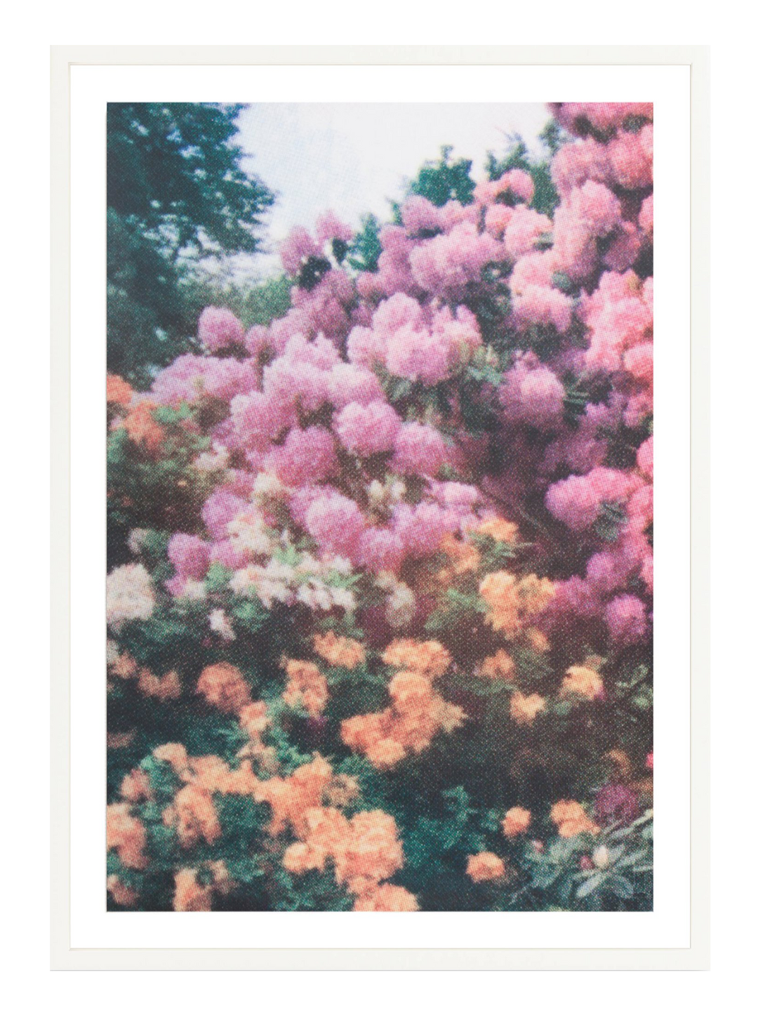 Orange Pink Florals