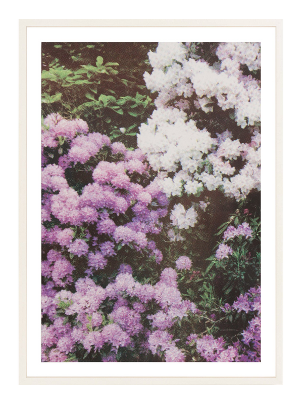Purple White Florals
