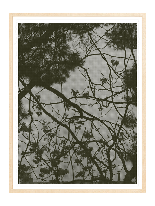 Branches